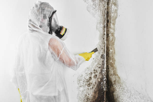 Best Certified Mold Removal  in Cross Mountain, TX