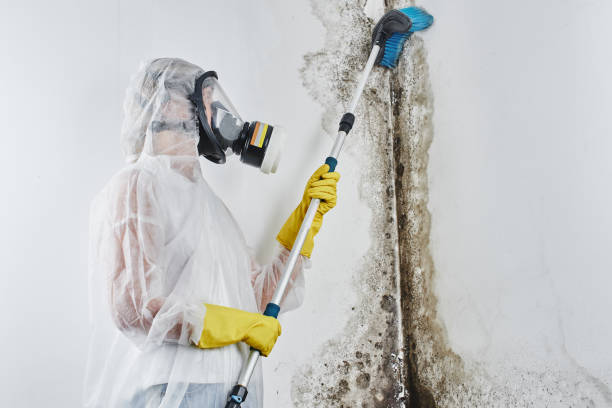 Best Attic Mold Removal  in Cross Mountain, TX