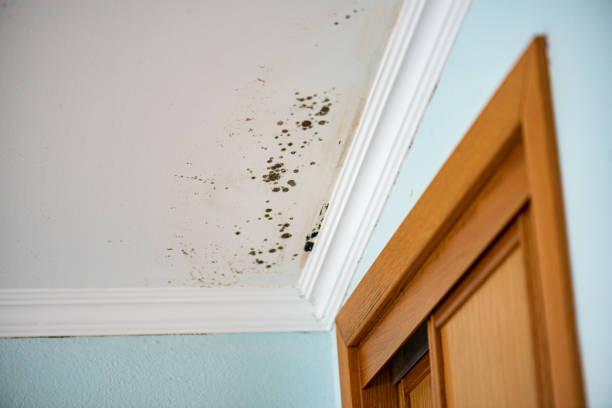 Best Fast Mold Removal  in Cross Mountain, TX