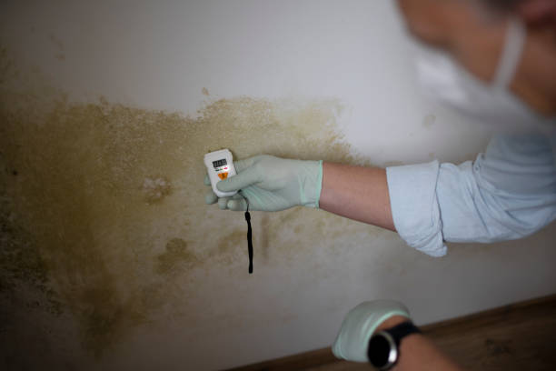 Best Mold Damage Repair  in Cross Mountain, TX