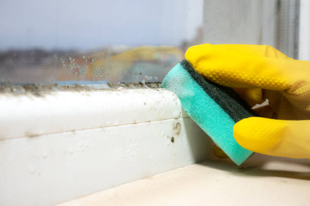 Best Mold Removal Near Me  in Cross Mountain, TX