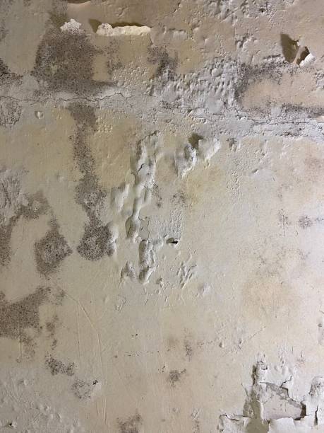 Best Mold Remediation Services  in Cross Mountain, TX