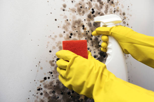 Best Same-Day Mold Removal  in Cross Mountain, TX