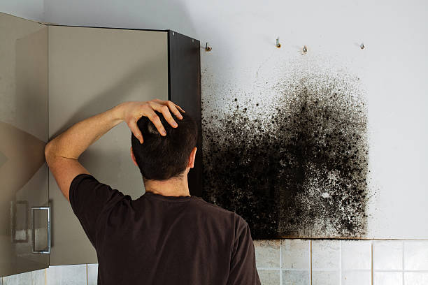 Office Mold Removal Services in Cross Mountain, TX