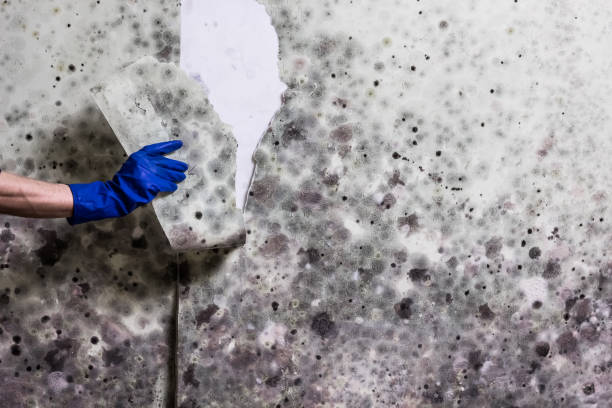 Cross Mountain, TX Mold Removal Pros